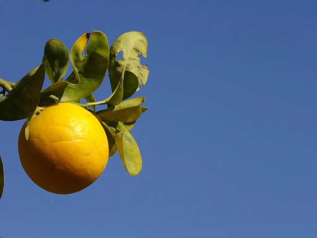 Osmaniye diyetisyen önerisi: limon